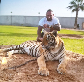 Man petting a chained tiger.