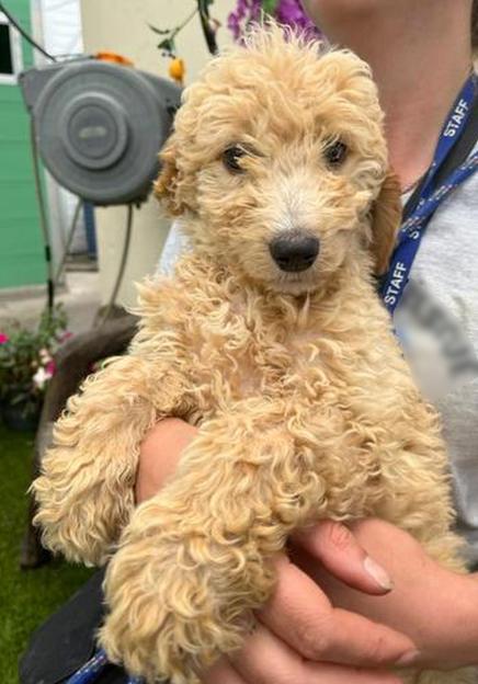 A light brown puppy being held.