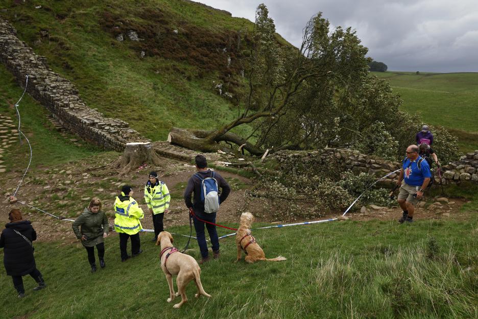 Fallen tree at Hadrian's Wall with police and onlookers.