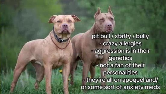 Two pit bull-type dogs with text overlay listing their negative traits.