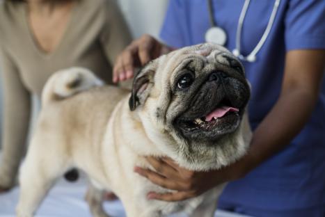 Pug getting a veterinary exam.