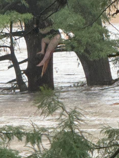 Girl clinging to a tree in floodwaters.