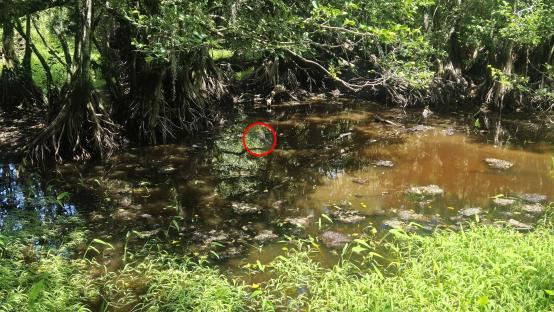 Camouflaged alligator in swamp water.