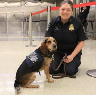 A Customs and Border Protection officer kneels with a beagle sniffer dog at an airport.