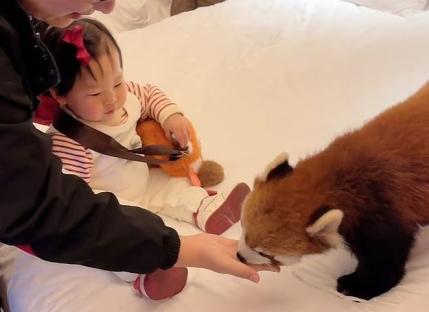 Baby interacting with a red panda.
