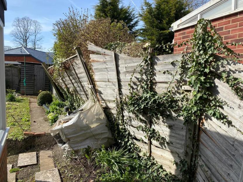 A damaged wooden fence covered in ivy.