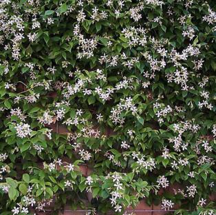 Star Jasmine vine with white flowers.