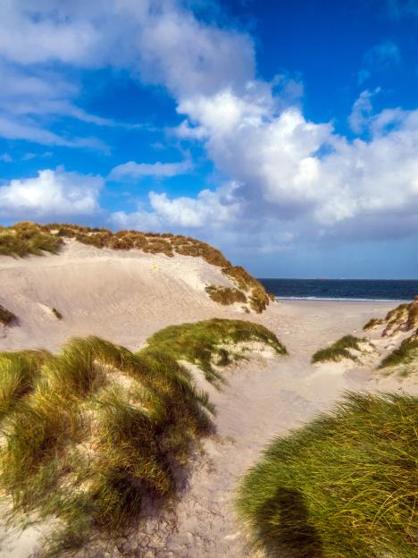Sandy path through grassy dunes leading to a beach.
