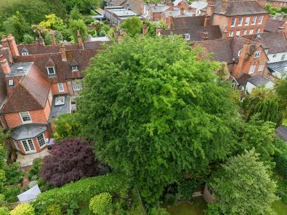 Aerial view of a large tree in a garden behind terraced houses.