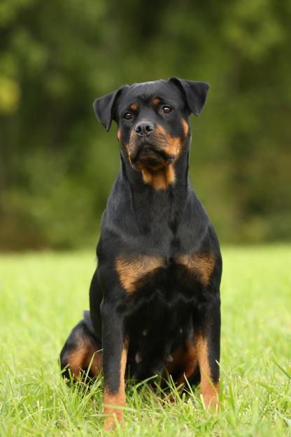 Female Rottweiler sitting in the grass.