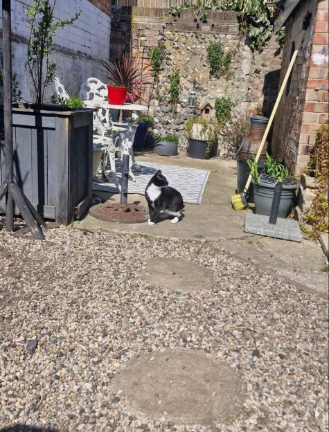 A black and white cat sitting in a gravel garden with patio furniture.