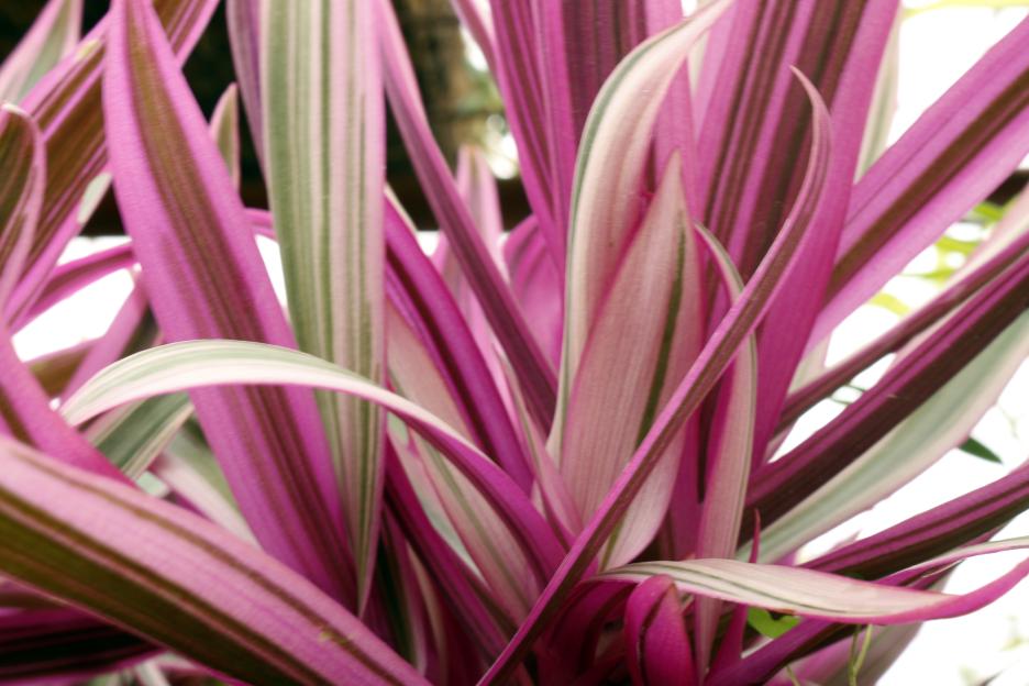 Close-up of a Ti Plant with pink and green leaves.