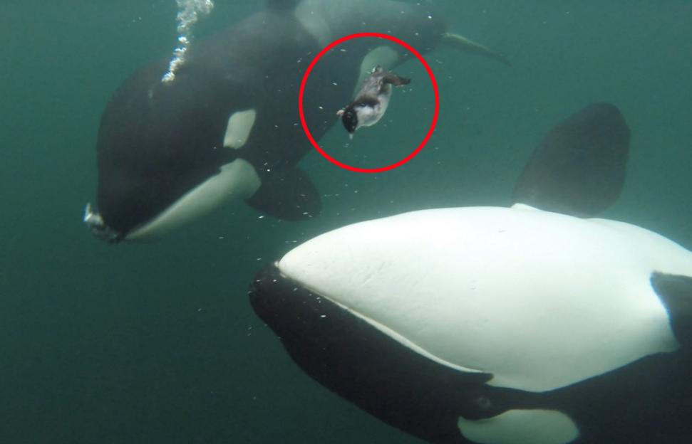 Orca appearing to offer seabird to human.