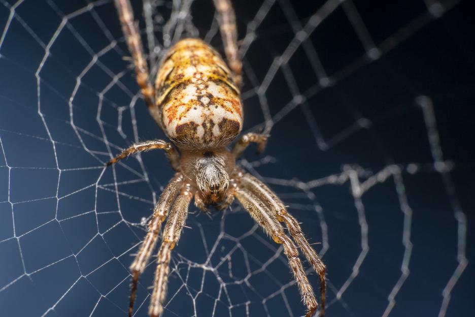 Cardinal spider (Tegenaria parietina) on its web.