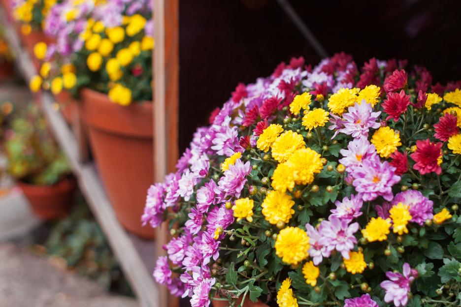 Potted chrysanthemums in various colors.