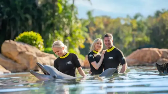 People interacting with dolphins in a pool.