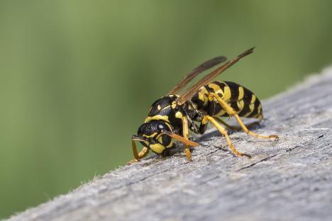 Close-up of a wasp on wood.