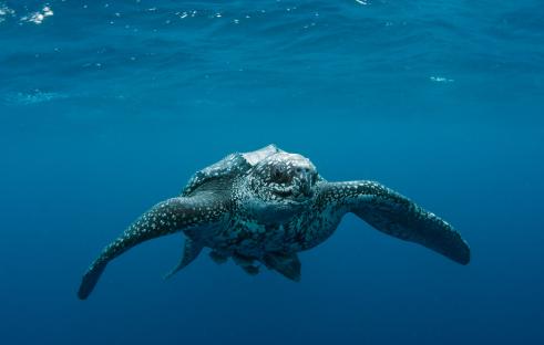 Leatherback sea turtle swimming underwater.