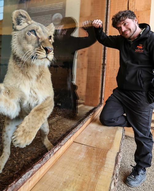A lion cub and Cam Whitnall, Director of The Big Cat Sanctuary, looking at each other through a glass enclosure.