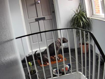 A dog sitting on a doormat outside a door in a building's hallway.