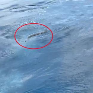 Snake swimming in the water near tourists.