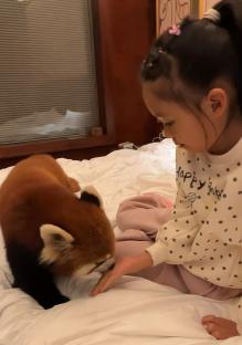 A young girl interacts with a red panda on a bed.