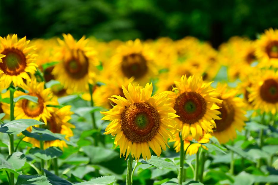 Sunflowers in full bloom in a field.
