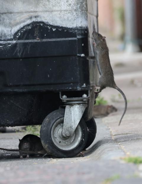 Two rats near a dumpster.