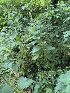 Stinging nettles in a wooded area.