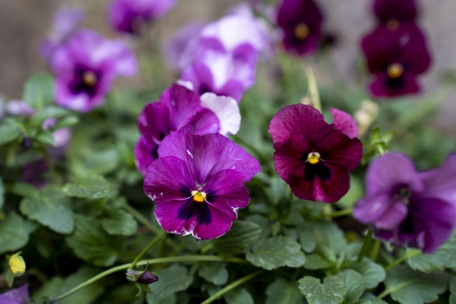 Purple and burgundy pansies in bloom.