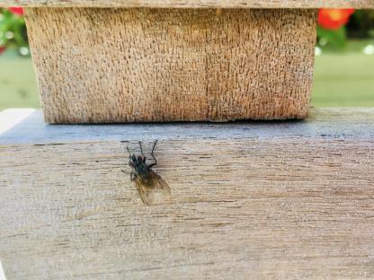 Housefly on a wooden picnic bench.