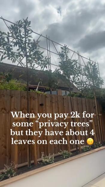 Newly planted trees behind a fence have very few leaves.