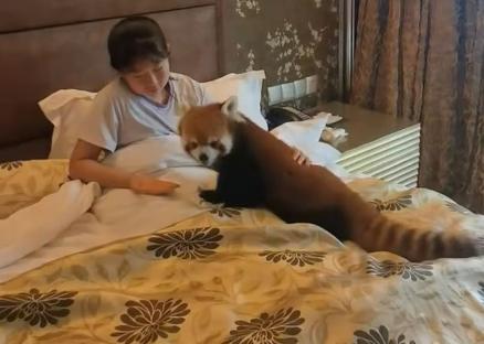 Woman in bed with a red panda.