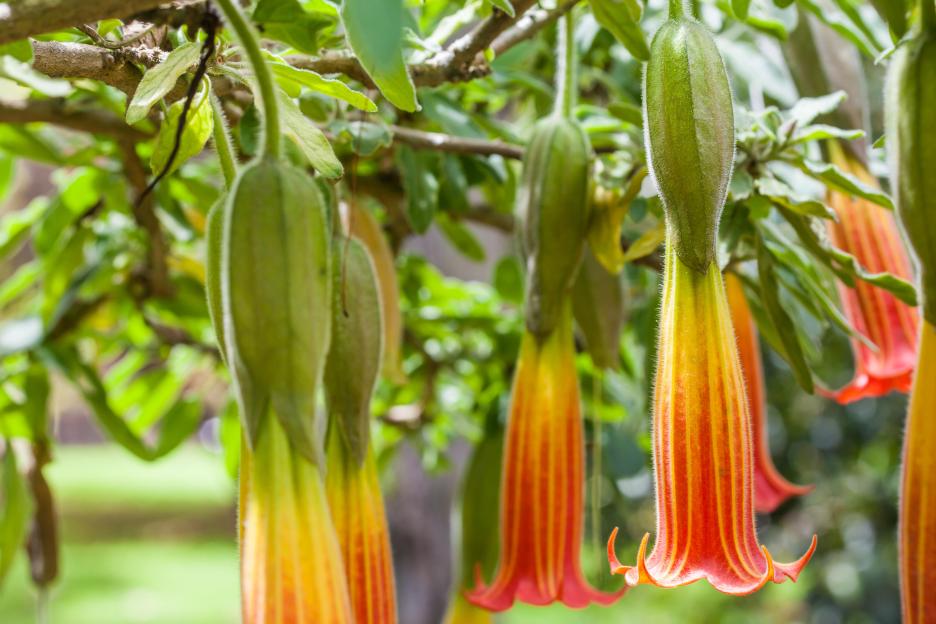 Red angel's trumpet flowers (Brugmansia sanguinea) hanging from a plant.