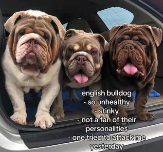 Three English bulldogs in the back of a car.