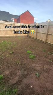 Damaged garden after pest infestation.