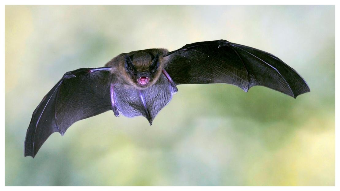 Bat in flight.