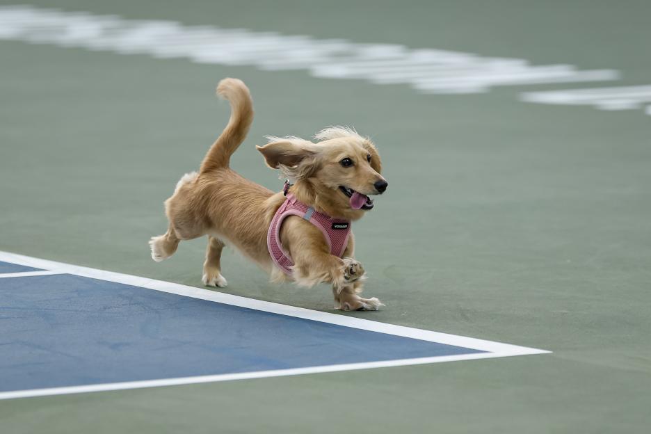 A small dog runs across a tennis court.