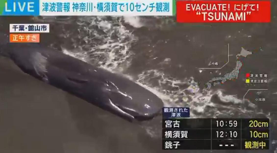 Japanese TV footage of beached whales in Tateyama, Chiba prefecture.