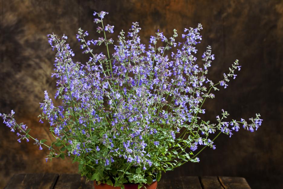 Potted catmint plant with purple flowers.