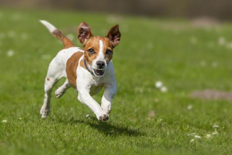 Jack Russell Terrier running across a grassy field.