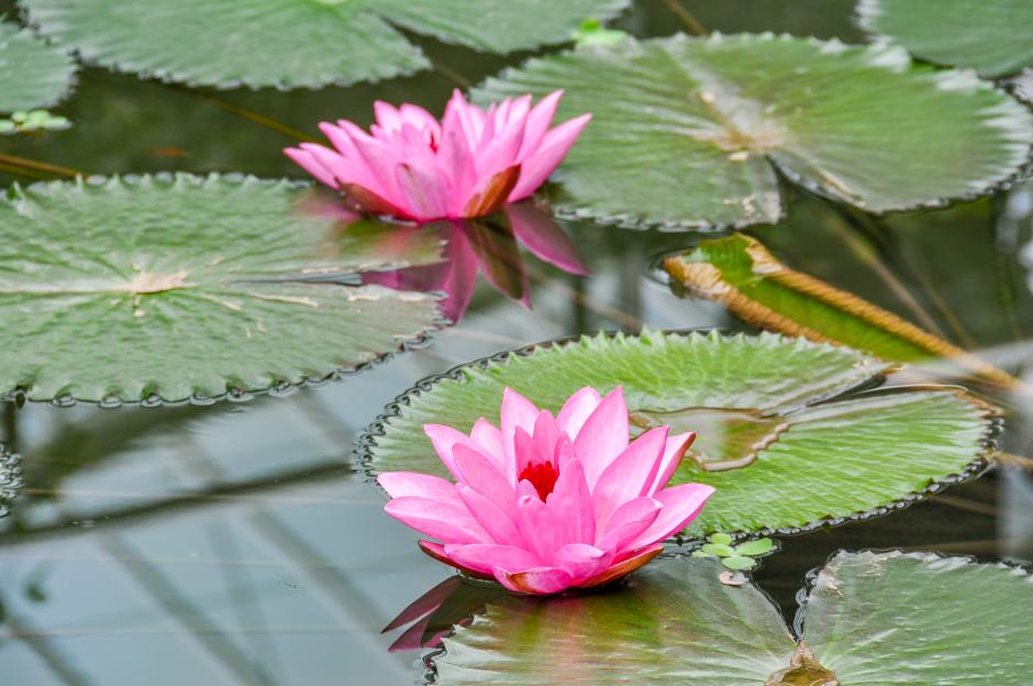 Pink water lilies in a pond.