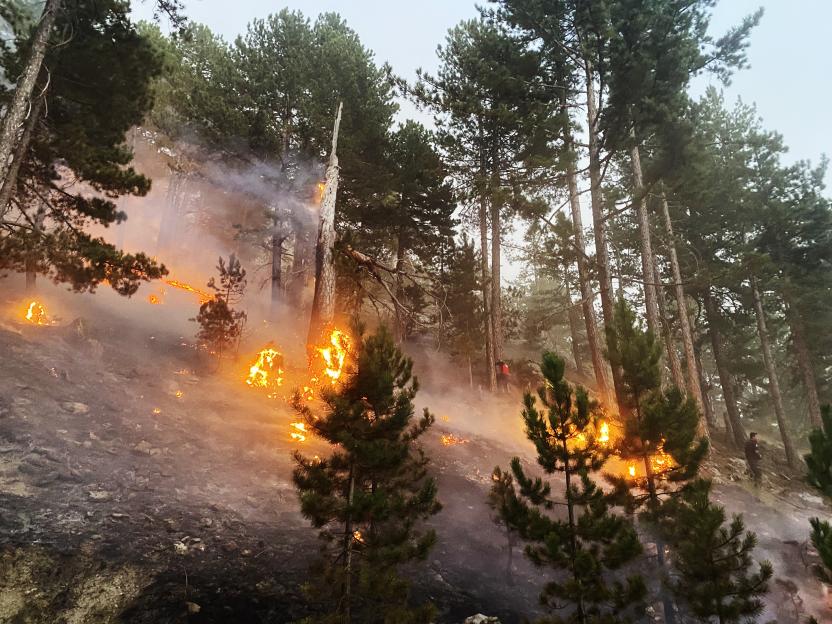 Flames and smoke rise from burning trees in a forest.