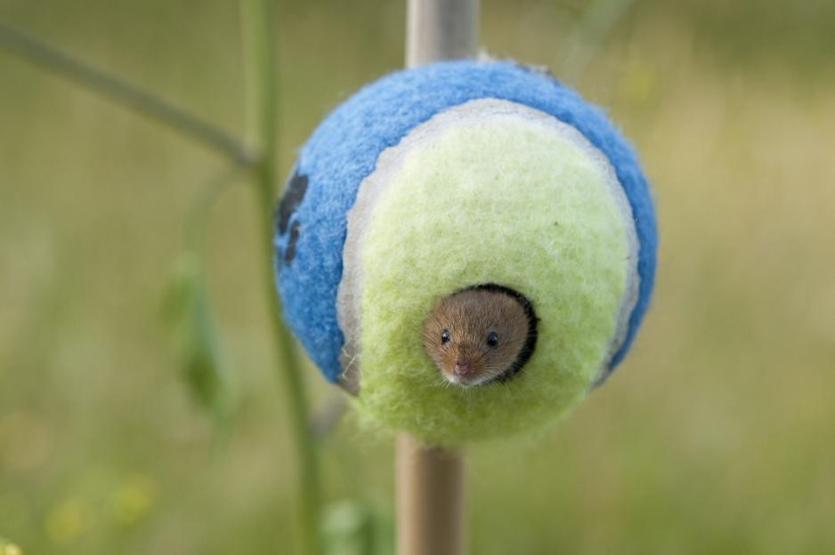 Harvest mouse peeking out of a tennis ball.
