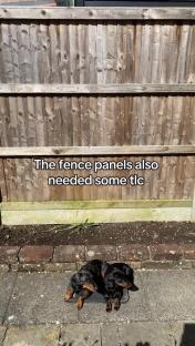 Two dachshunds lying on a mat in front of a wooden fence.