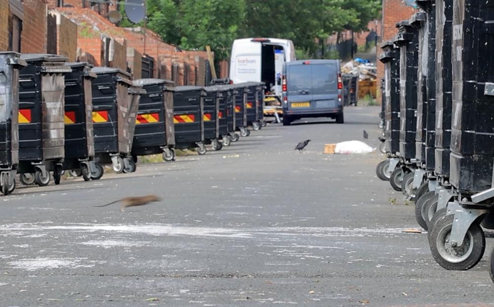 Giant rat running in alleyway past rows of dumpsters.