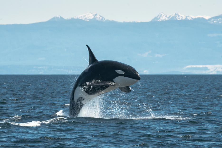 Orca leaping from the ocean.