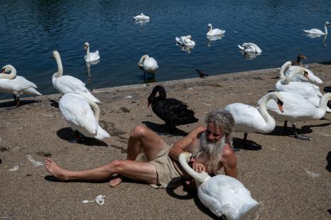 Man sitting on the ground with swans.