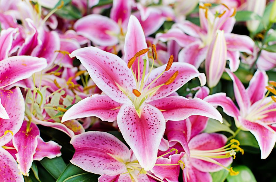 Close-up of pink lilies.