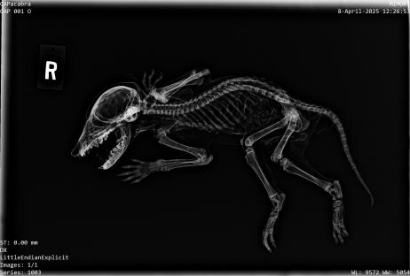 X-ray of a mummified creature's skeleton.